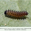 boloria caucasica ossetia larva l2